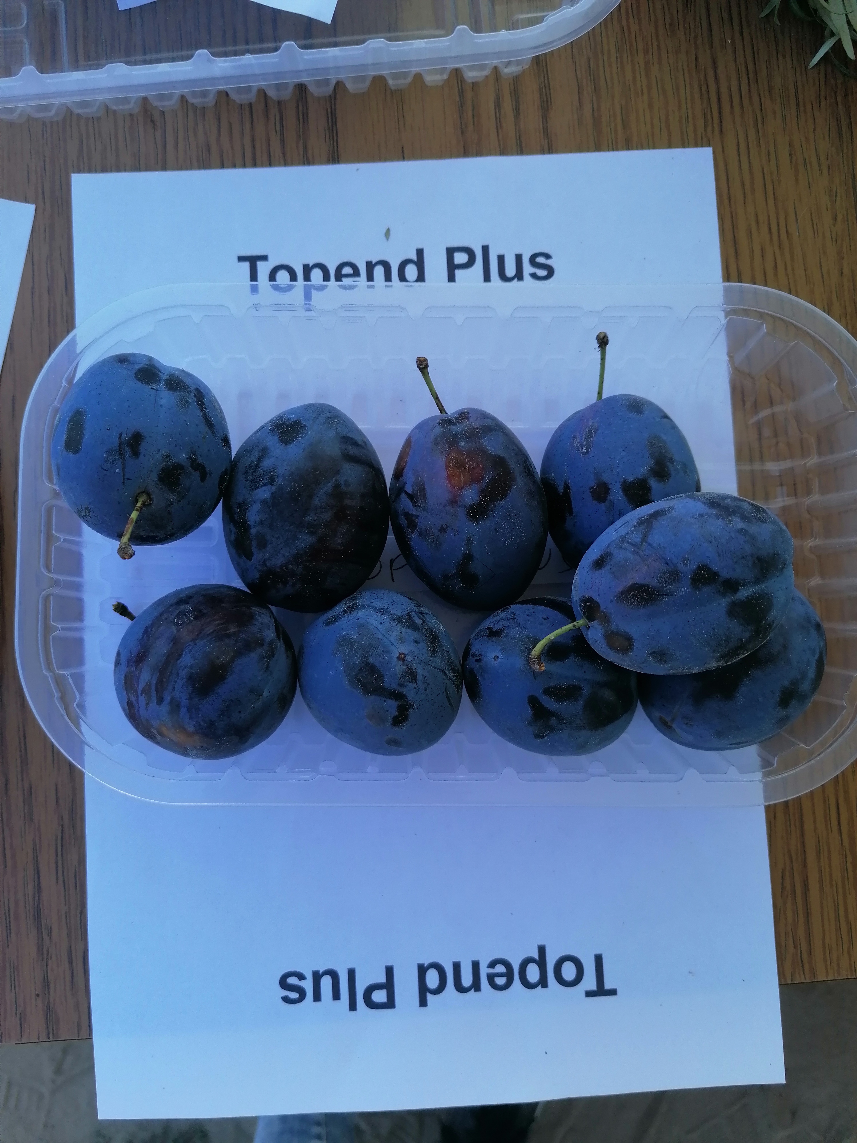 Topend Plus szilvafa